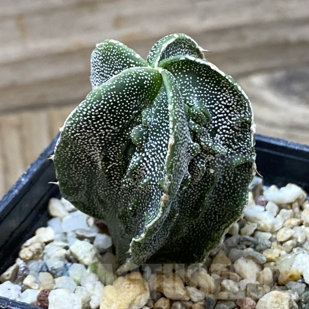 SH25692 Astrophytum myriostigma ‘Fukuryu’ - Image 2