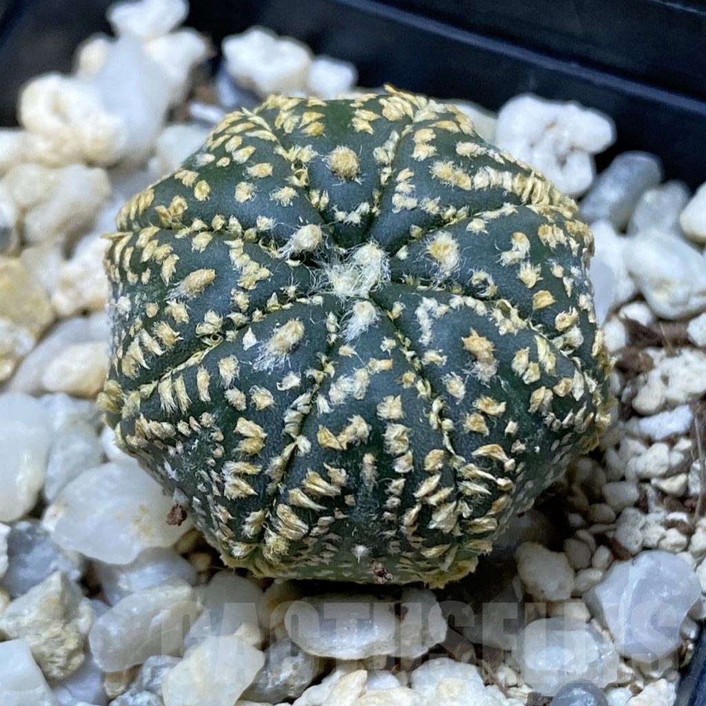 SH25693 Astrophytum asterias ‘Super Kabuto Gold’