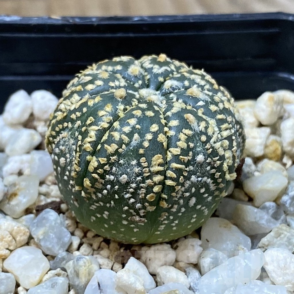 SH25693 Astrophytum asterias ‘Super Kabuto Gold’ - Image 2