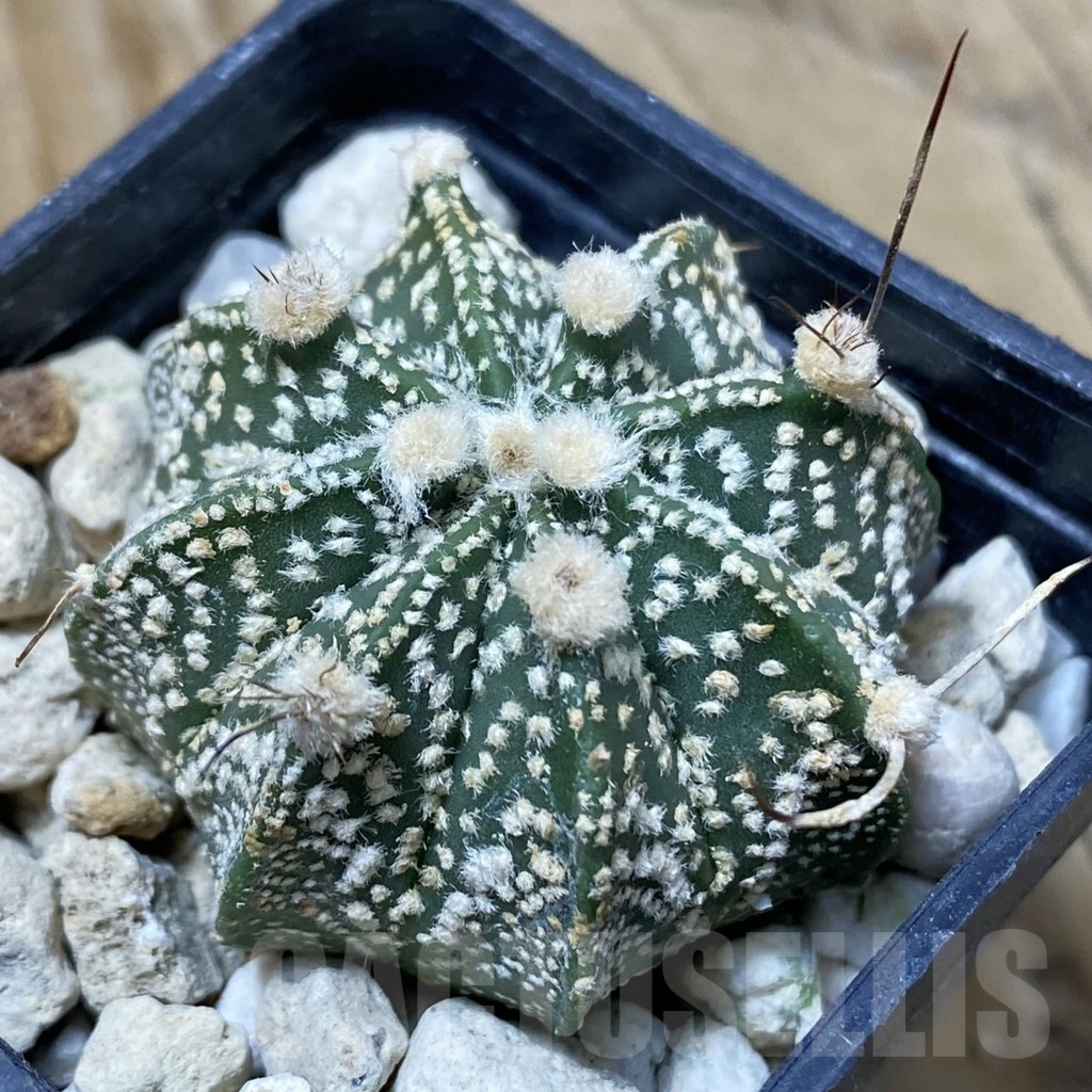 SH25694 Astrophytum asterias ‘Super Kabuto’ x crassispinoides