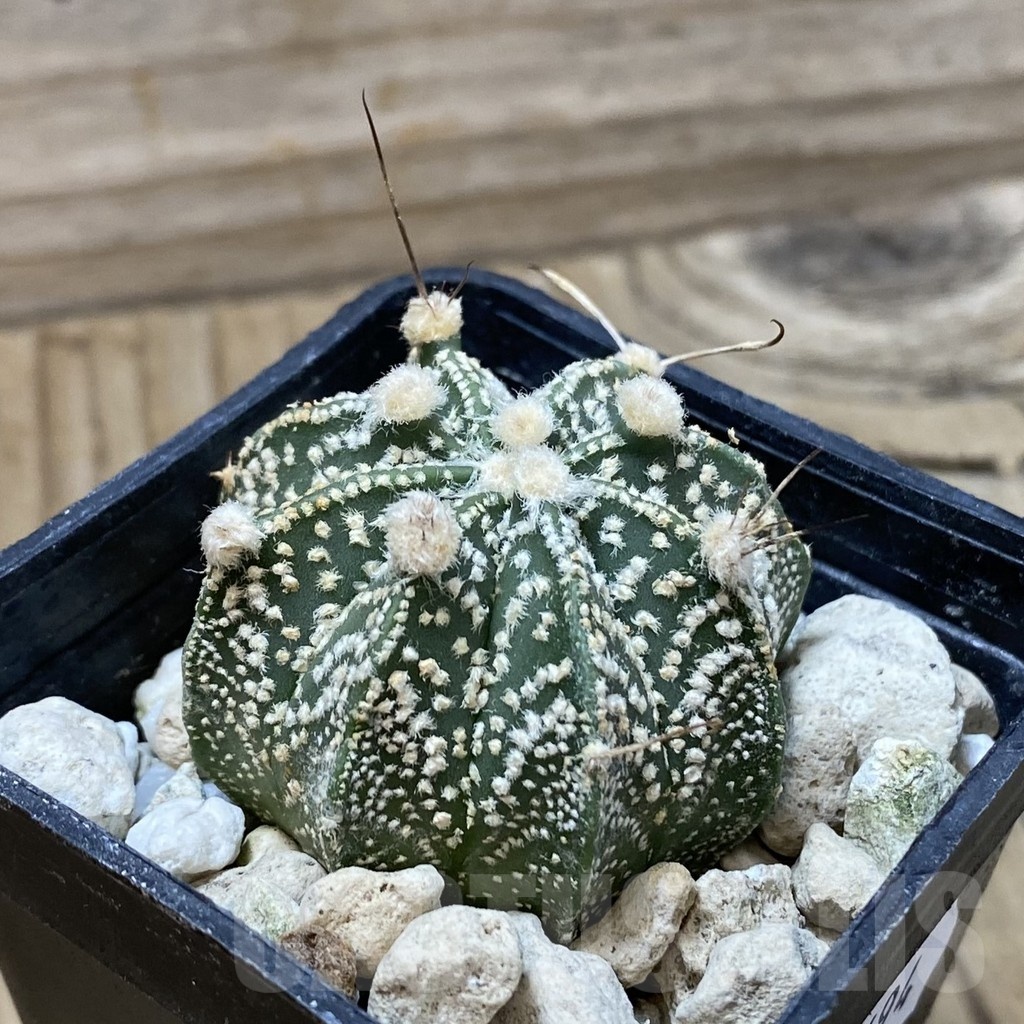 SH25694 Astrophytum asterias ‘Super Kabuto’ x crassispinoides - Image 2