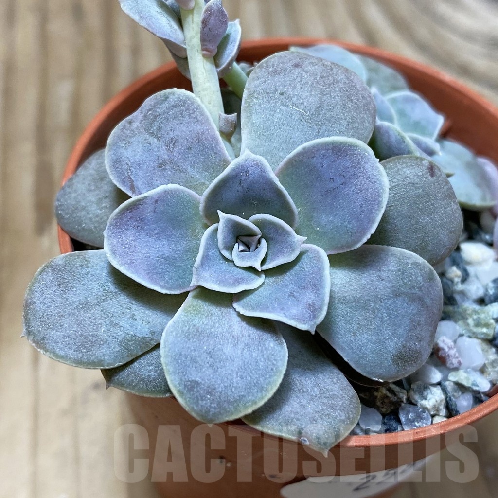 SH25834 Echeveria diffractens - Image 2