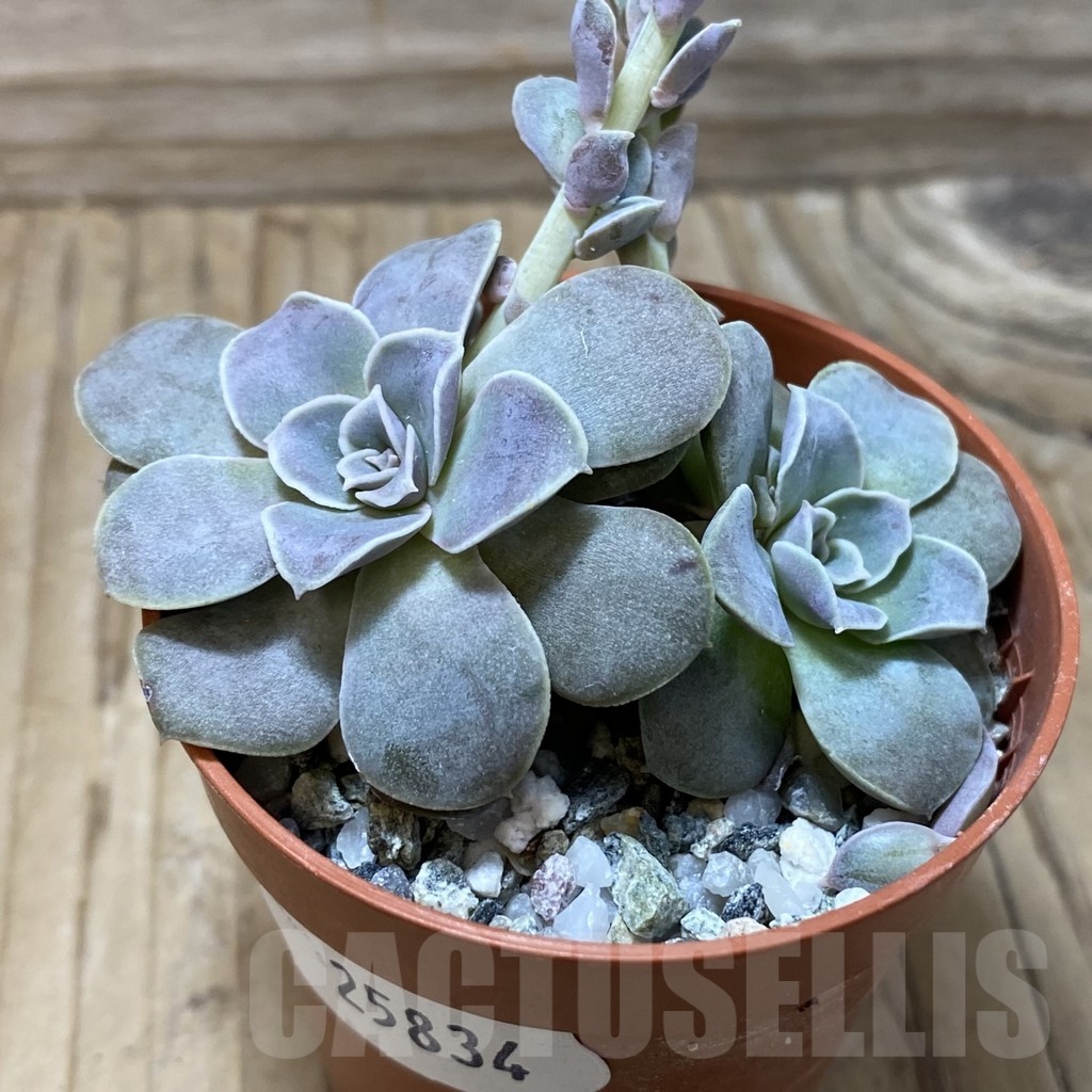 SH25834 Echeveria diffractens - Image 3