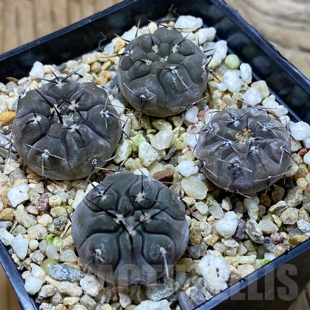 SH25803 Gymnocalycium esperanzae VG 1306 x Gymnocalycium esperanzae Gymnocalycium esperanzae VG 1242