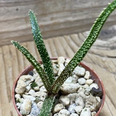 SH25838 Aloe delicatifolia