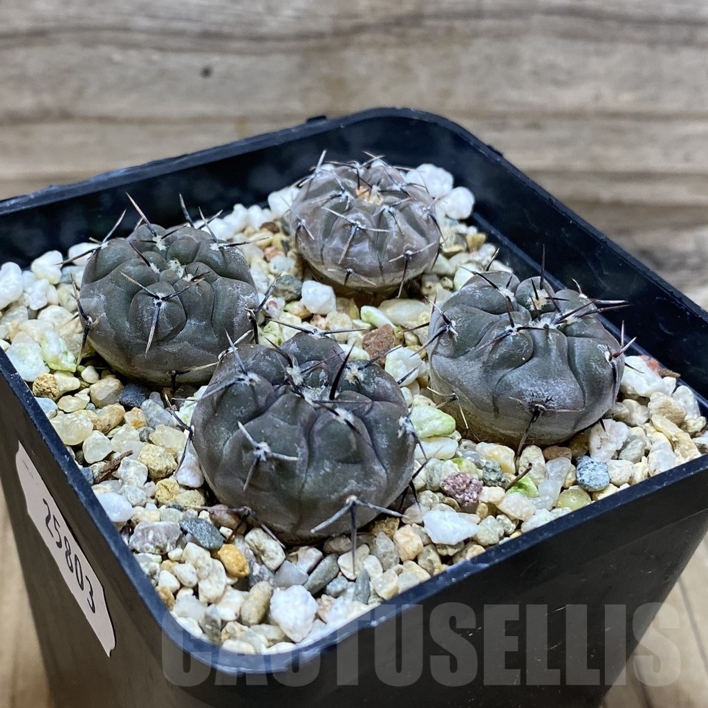 SH25803 Gymnocalycium esperanzae VG 1306 x Gymnocalycium esperanzae Gymnocalycium esperanzae VG 1242 - Image 2