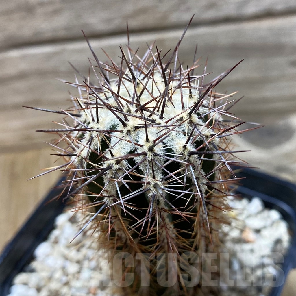 SH25844 Echinopsis ‘Haku-jo’