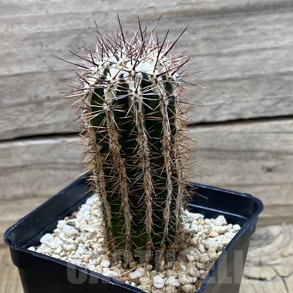 SH25844 Echinopsis ‘Haku-jo’ - Image 2