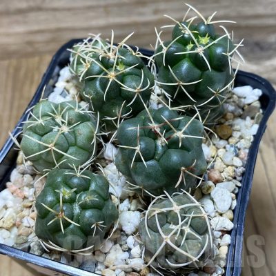 SH25804 Thelocactus hexaedrophorus MZ 151
