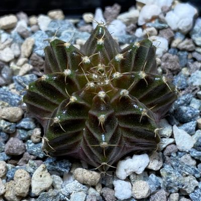 SH25848 Gymnocalycium mihanovichii ‘Neon’ hybrid, seedling