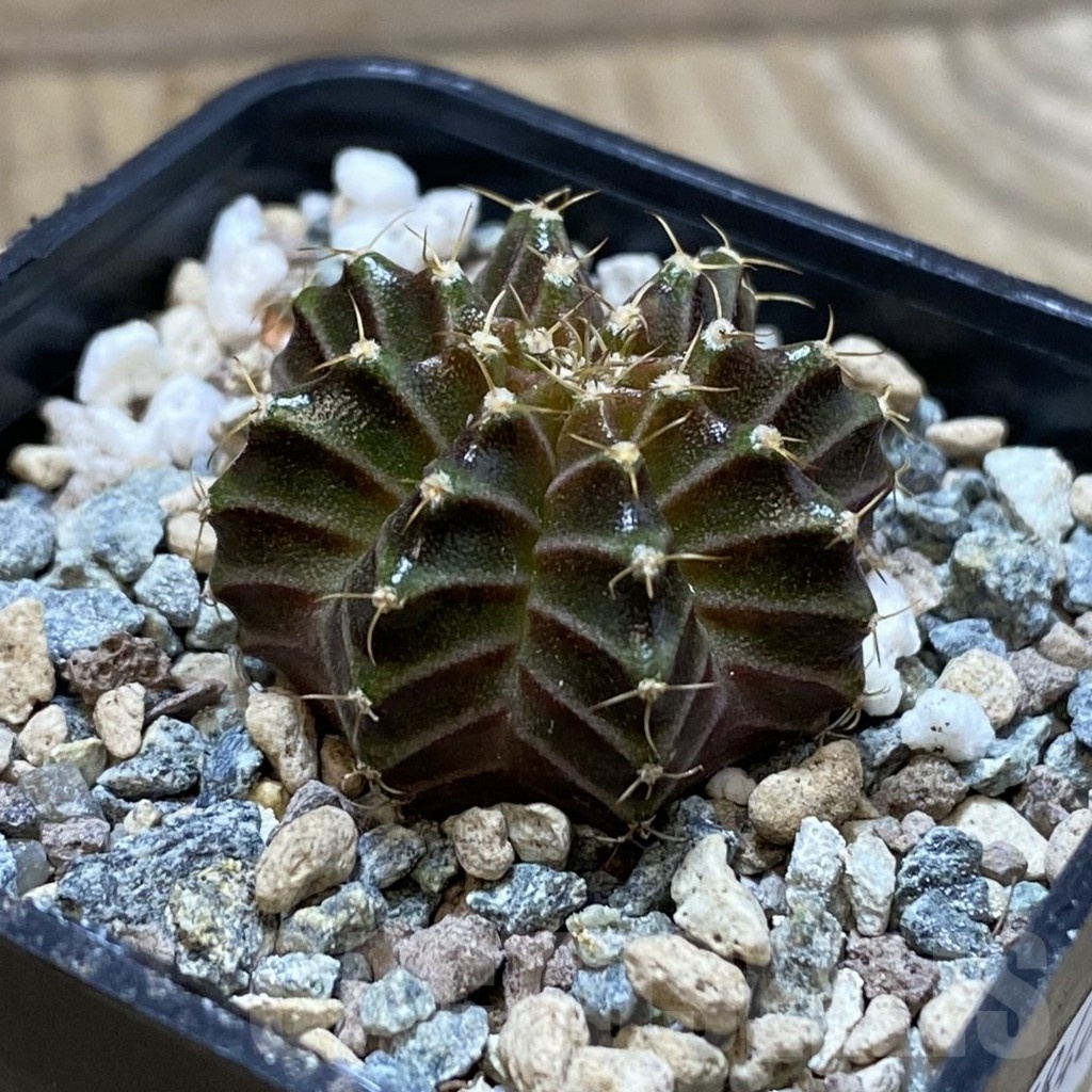 SH25848 Gymnocalycium mihanovichii ‘Neon’ hybrid, seedling - Image 2
