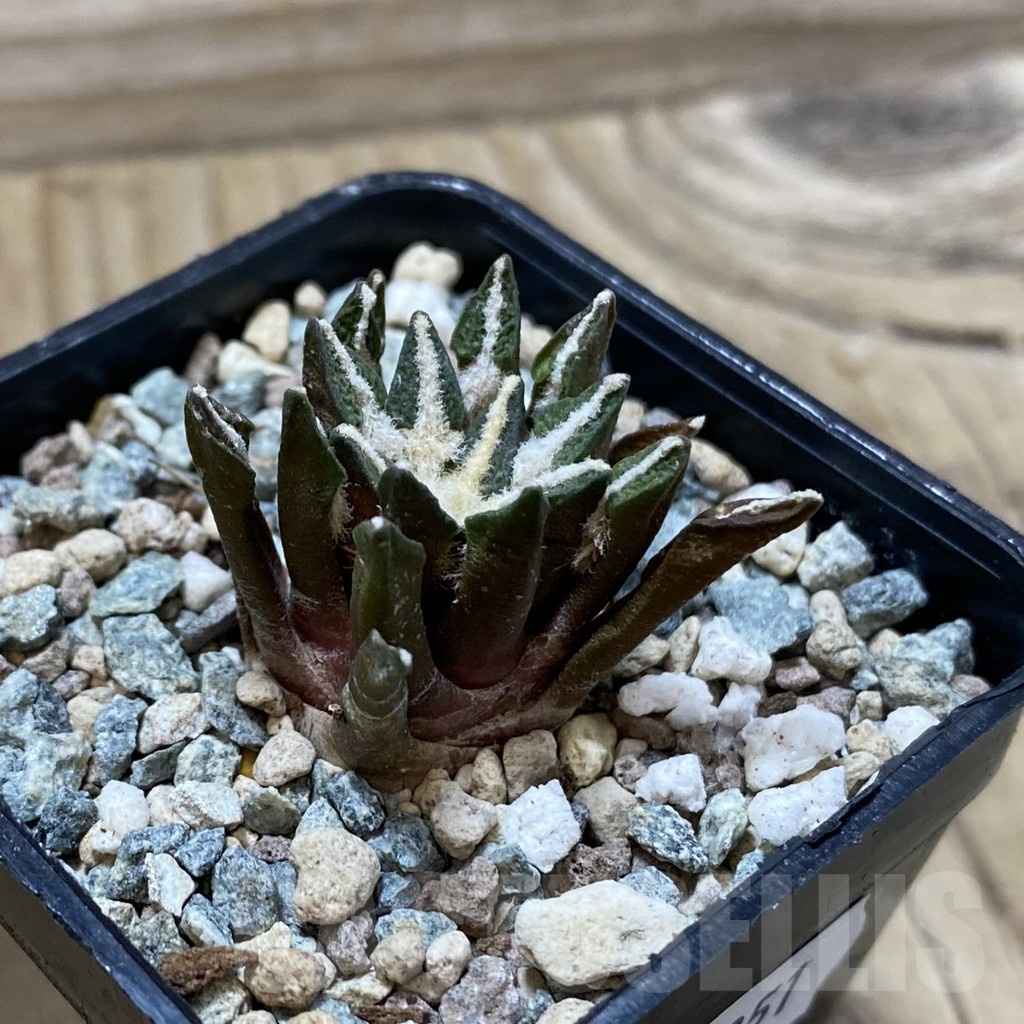 SH25851 Ariocarpus kotschoubeyanus hybrid, own roots - Image 2