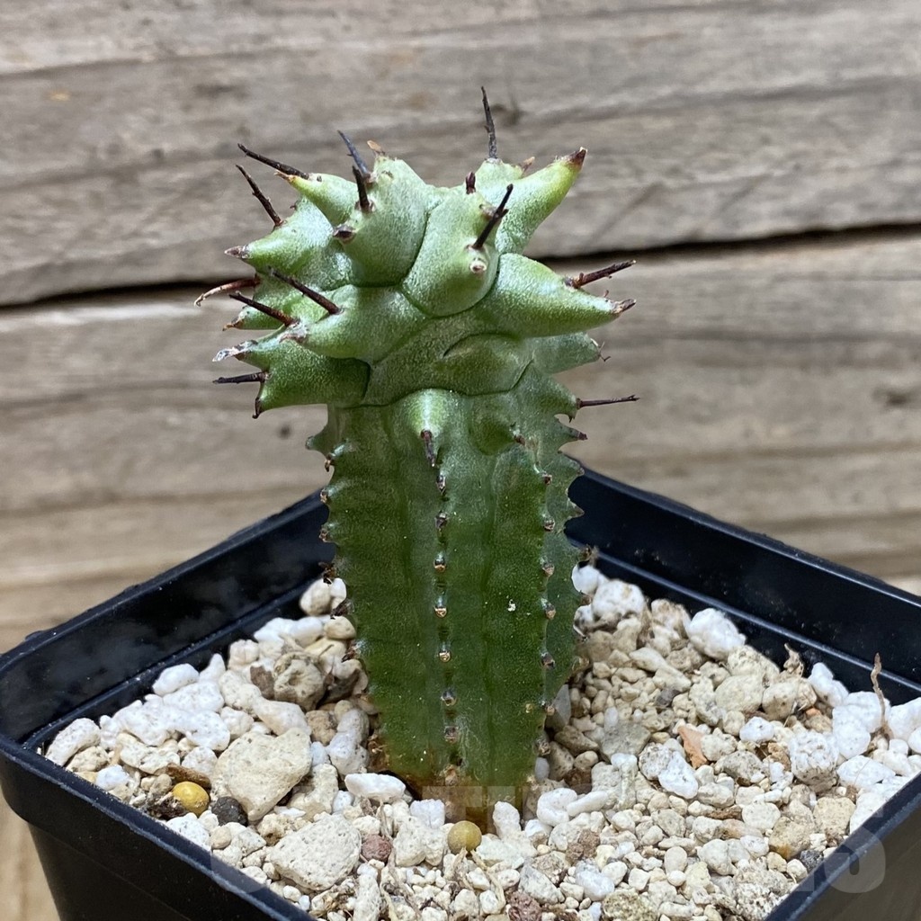SH25852 Euphorbia horrida f. monstruosa - Image 2