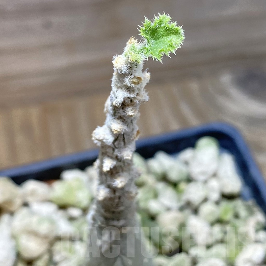 SH25855 Dendrosicyos socotrana