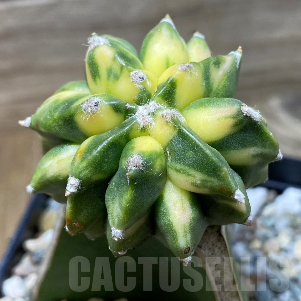 SH25805 Astrophytum myriostigma ‘Kikko’ f. variegata, grafted