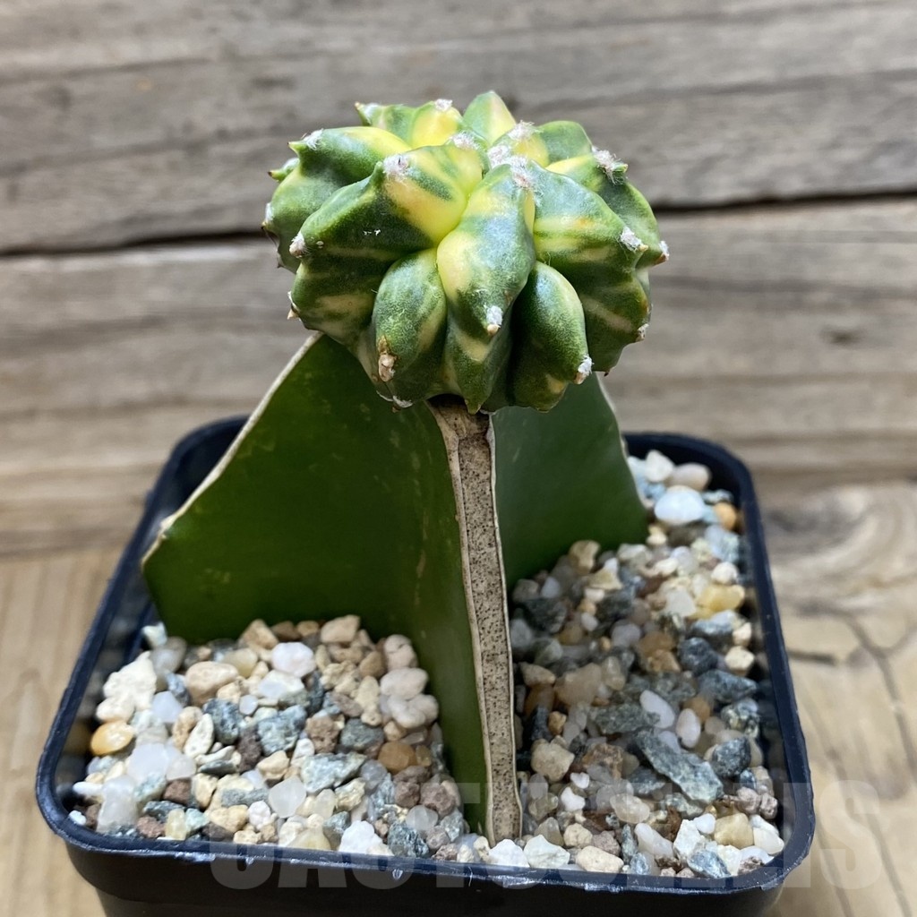 SH25805 Astrophytum myriostigma ‘Kikko’ f. variegata, grafted - Image 2