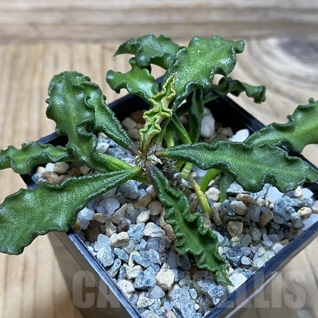 SH25809 Euphorbia decaryi v. spirosticha