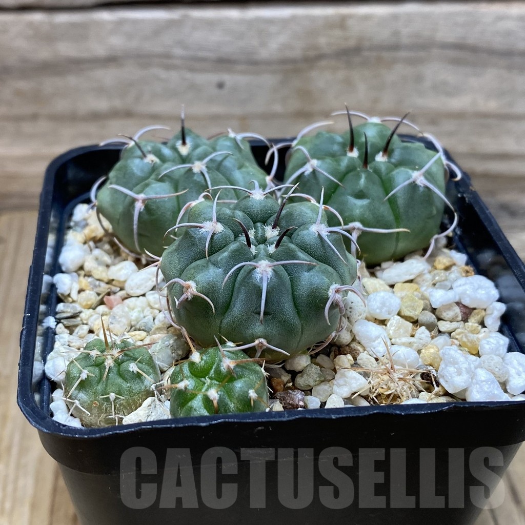 SH25800 Gymnocalycium nidulans VG 199 - Image 2