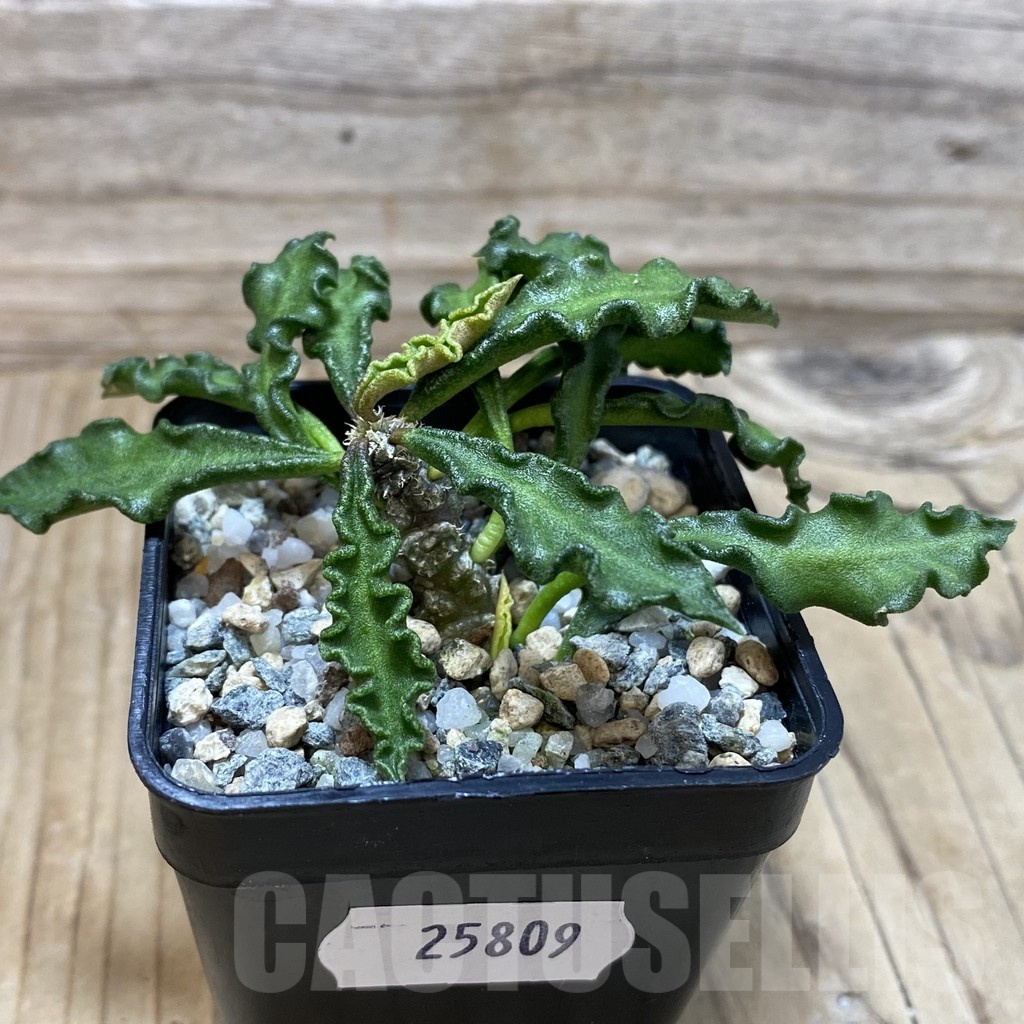 SH25809 Euphorbia decaryi v. spirosticha - Image 2
