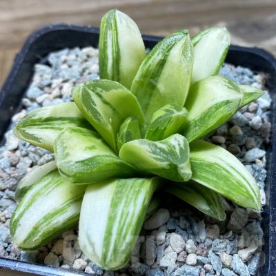 SH25811 Haworthia 'Gold Rush'