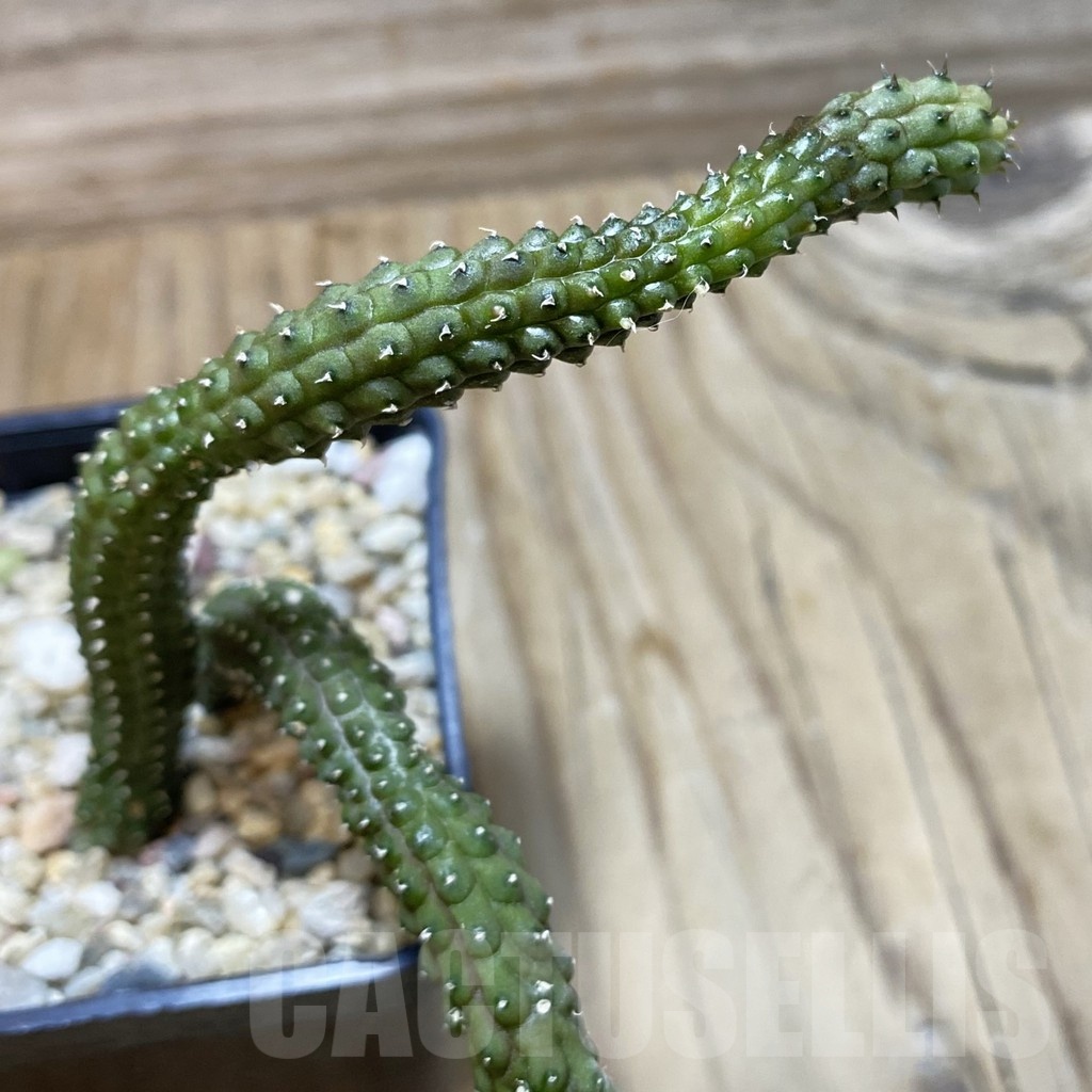SH25812 Echidnopsis oviflora