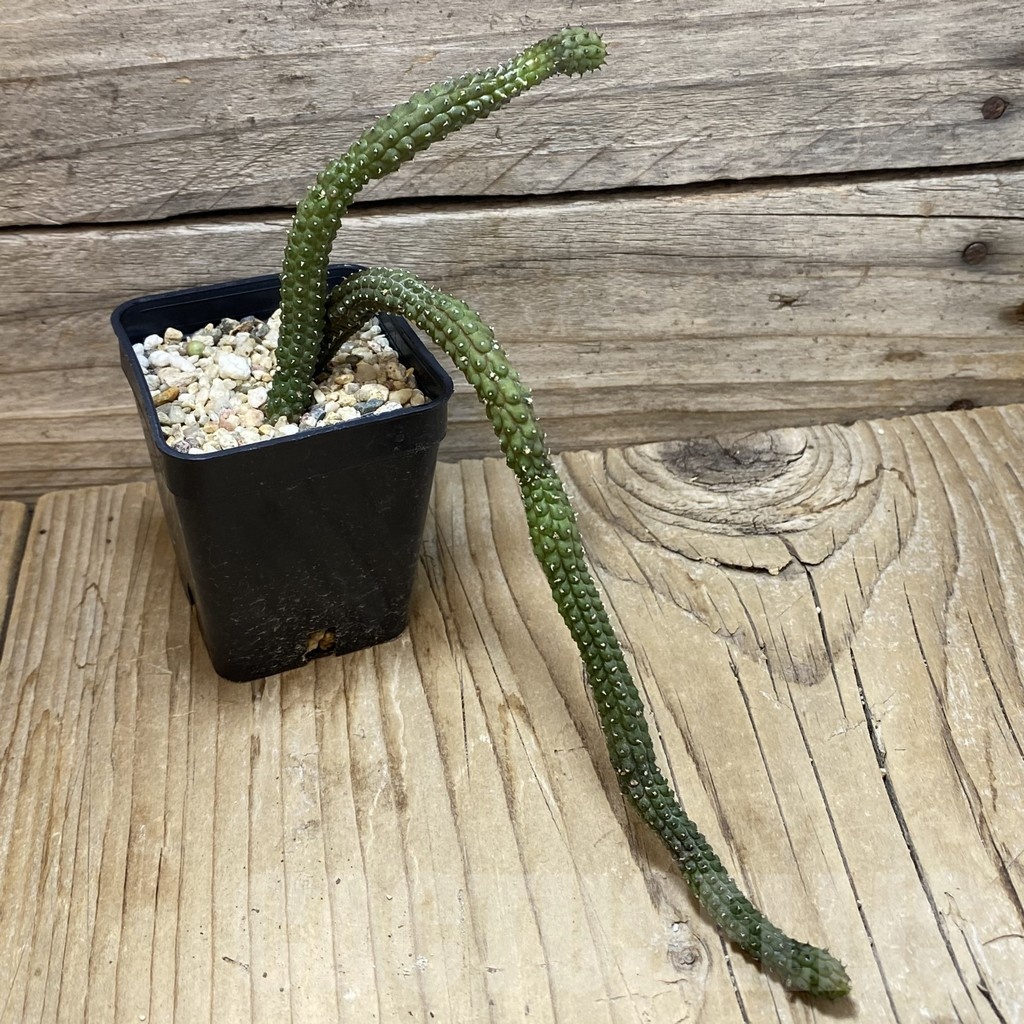 SH25812 Echidnopsis oviflora - Image 2