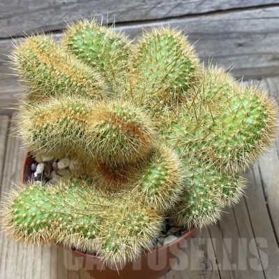 SH25818 Cleistocactus winteri f. cristata