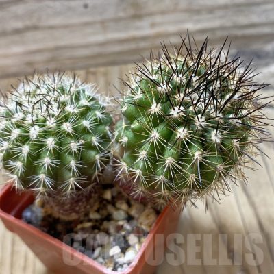 SH25821 Neoporteria nidus KK 1432