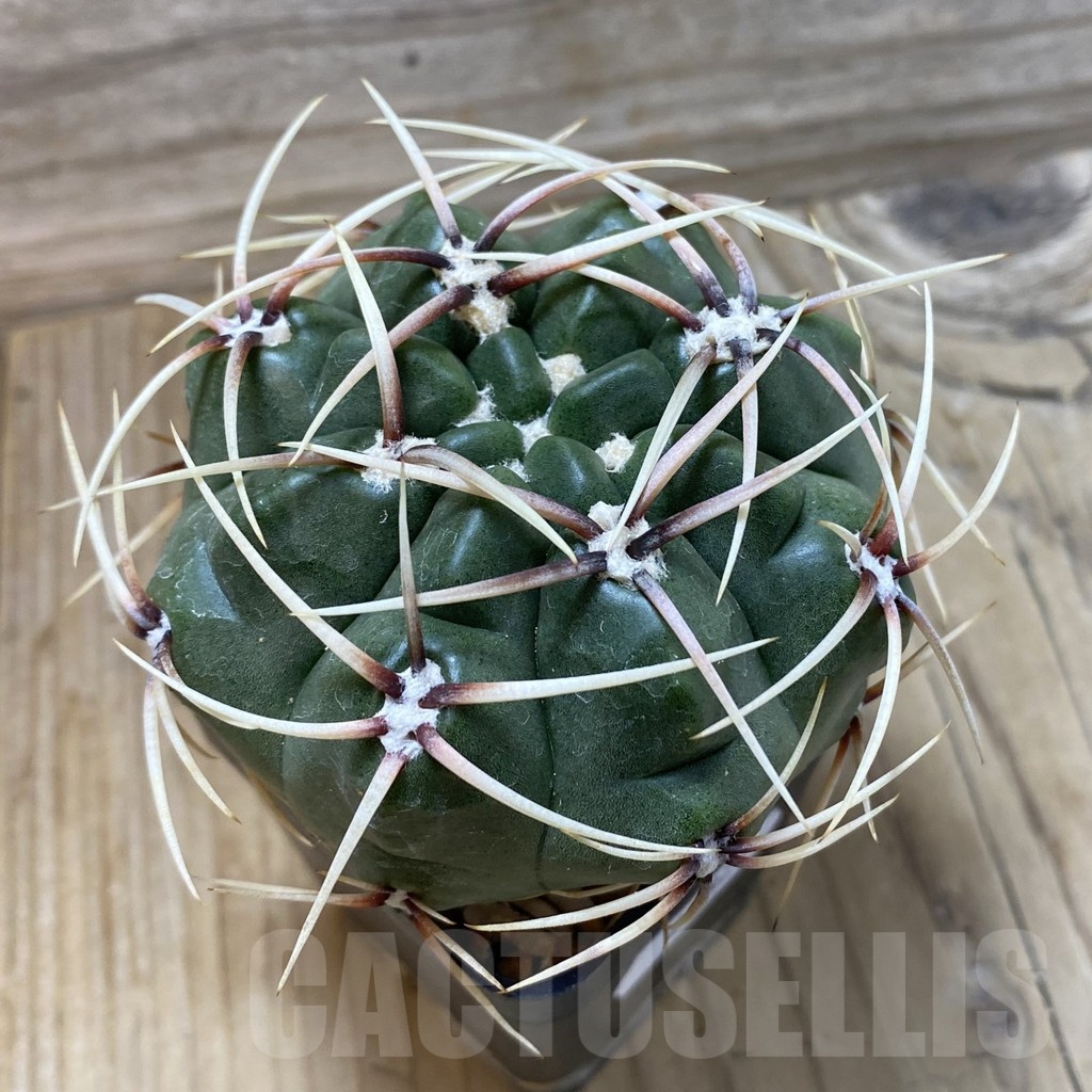 SH25822 Gymnocalycium monvillei, hard spines