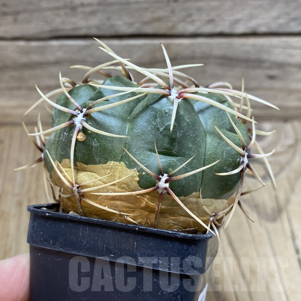 SH25822 Gymnocalycium monvillei, hard spines - Image 2