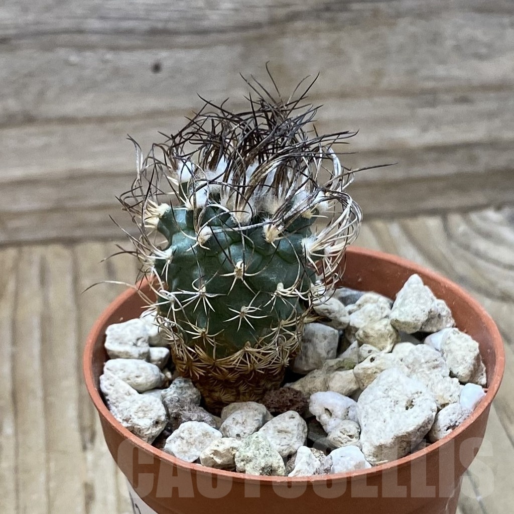 SH25823 Turbinicarpus pseudomacrochele, 6 years old - Image 2