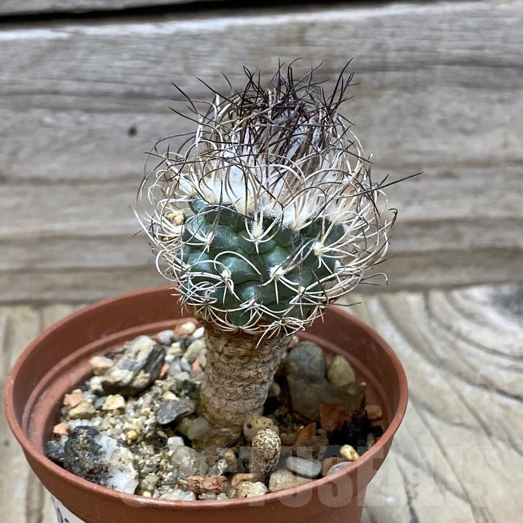 SH25825 Turbinicarpus pseudomacrochele, 6 years old - Image 2