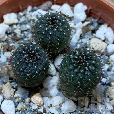 SH25826 Frailea castanea, 3 plants