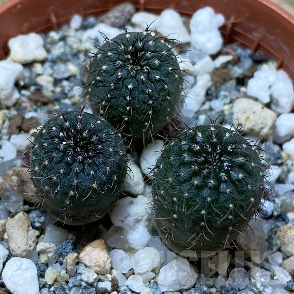 SH25826 Frailea castanea, 3 plants
