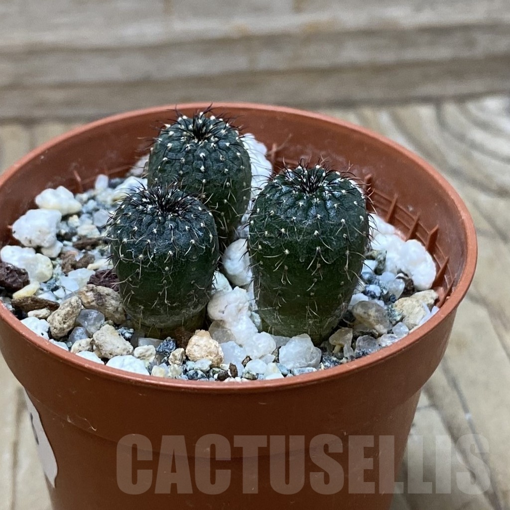 SH25826 Frailea castanea, 3 plants - Image 2