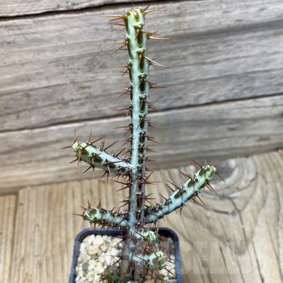 SH25830 Euphorbia aeruginosa