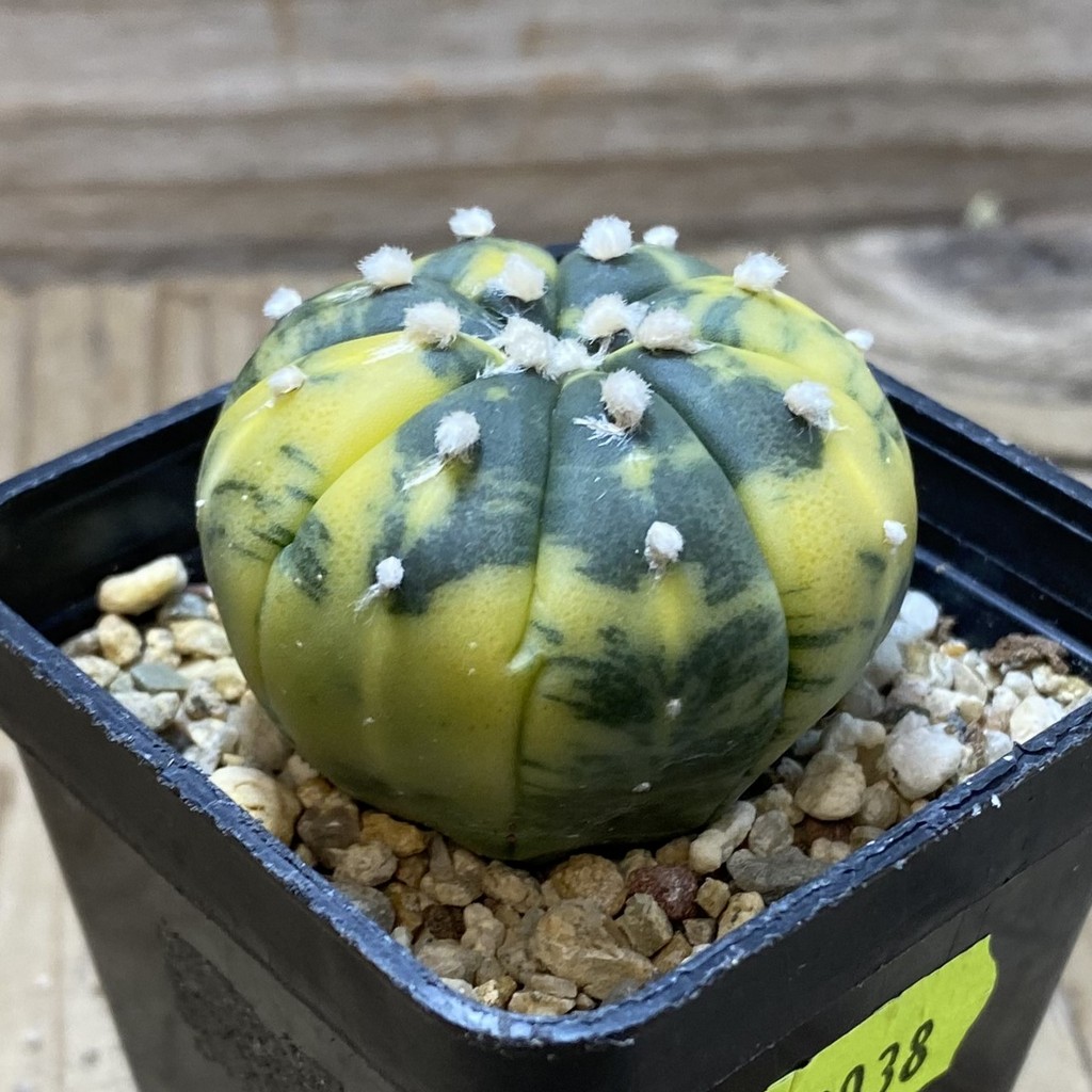 SH3038 Astrophytum asterias f. variegata - Image 2