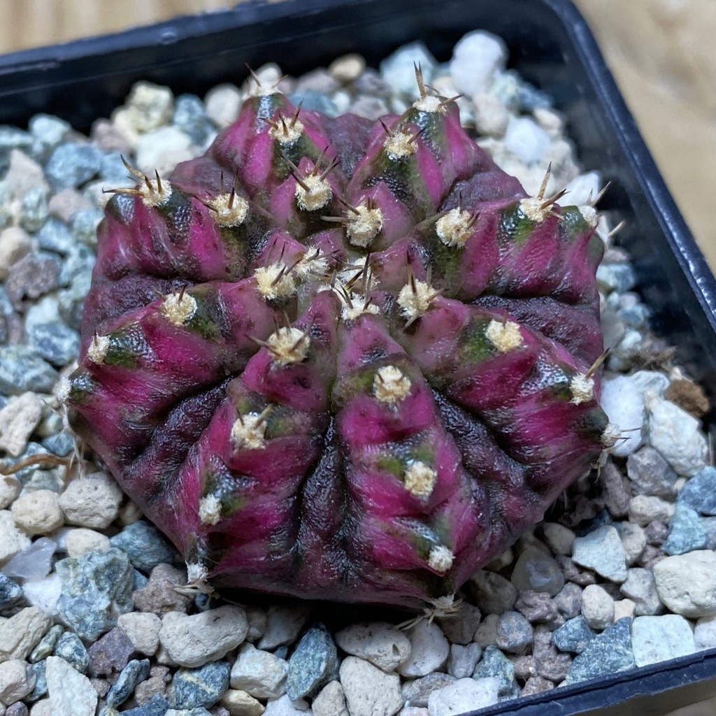 SH23623 Gymnocalycium mihanovichii 'T-Lux'