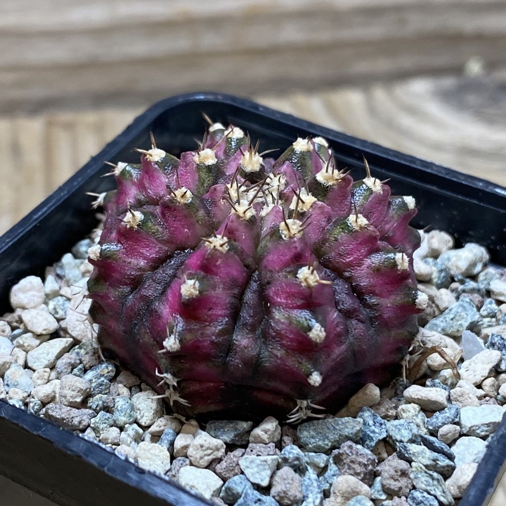SH23623 Gymnocalycium mihanovichii 'T-Lux' - Image 2