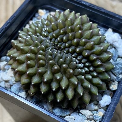 SH23246 Gymnocalycium mihanovichii ‘inermis’ f. cristata