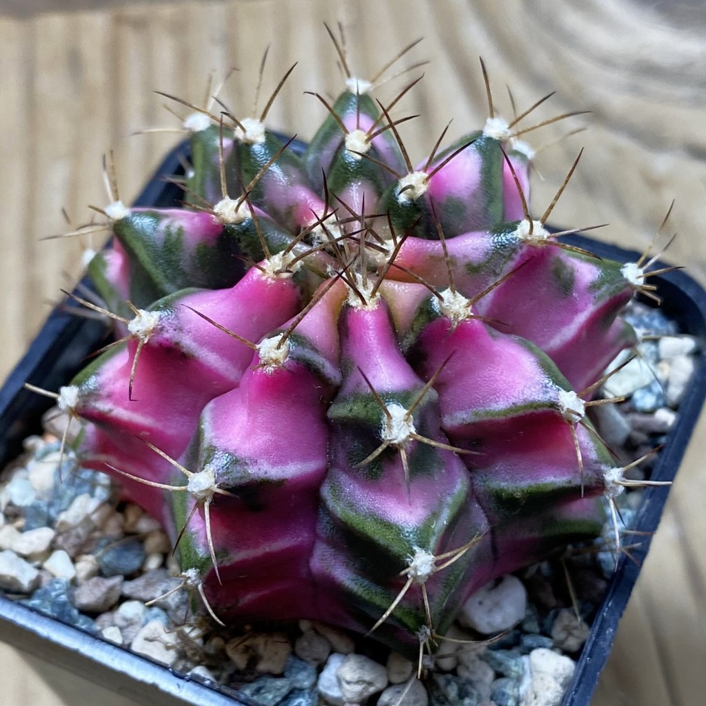 SH24270 Gymnocalycium mihanovichii ‘Pink Diamond’