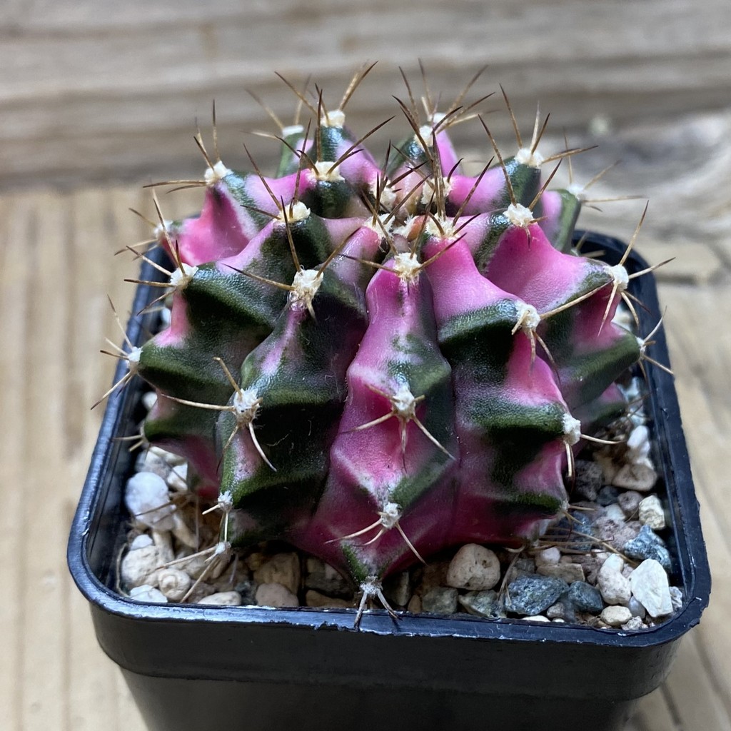 SH24270 Gymnocalycium mihanovichii ‘Pink Diamond’ - Image 2