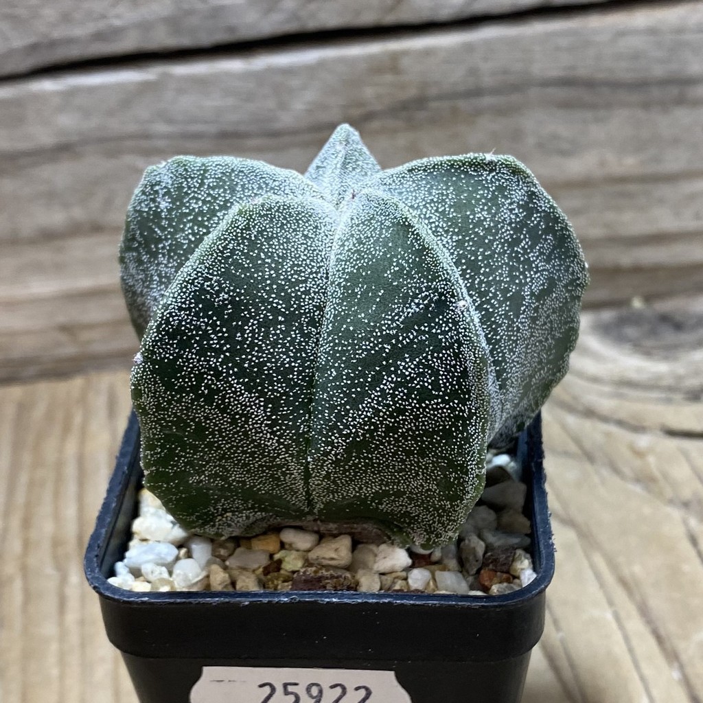 SH25922 Astrophytum myriostigma hybrid - Image 2