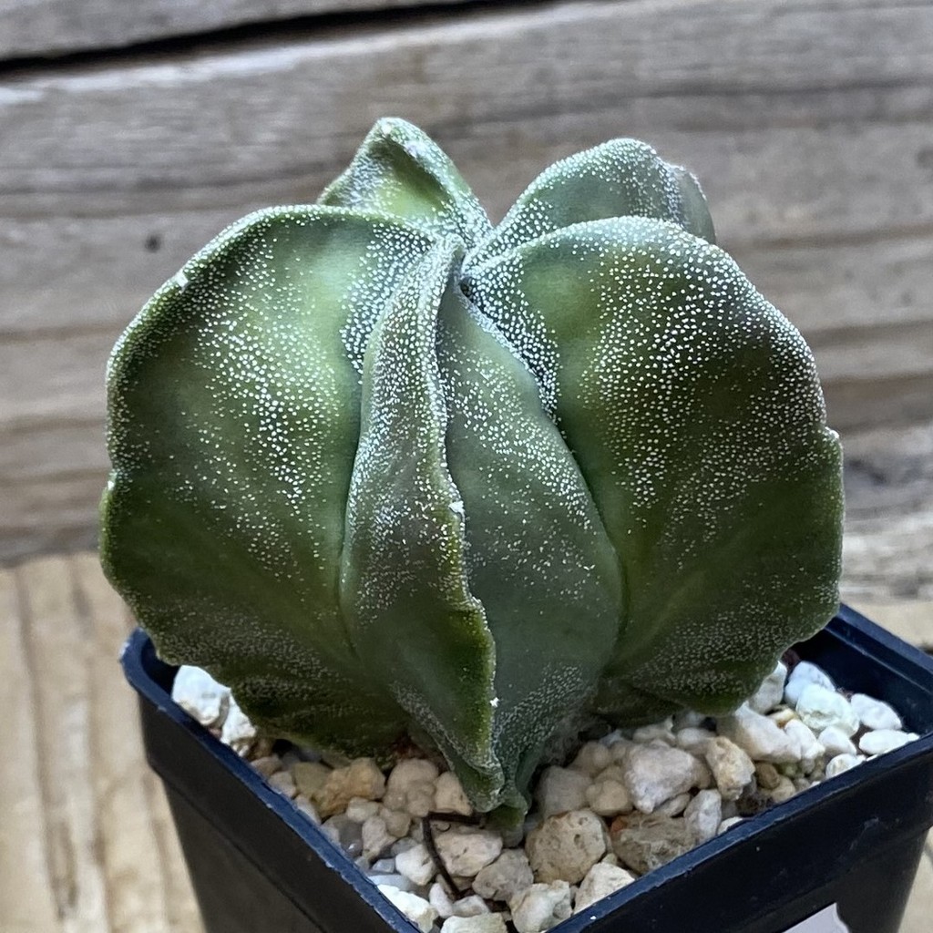 SH25923 Astrophytum myriostigma hybrid - Image 2