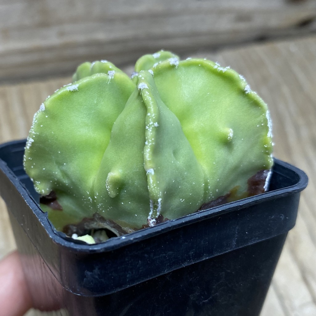SH25929 Astrophytum myriostigma ‘Fukuryu’ f. nudum hybrid - Image 2