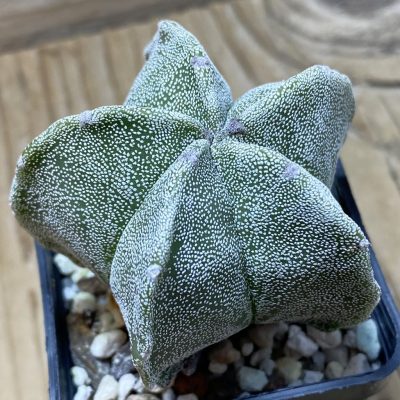 SH25932 Astrophytum myriostigma hybrid