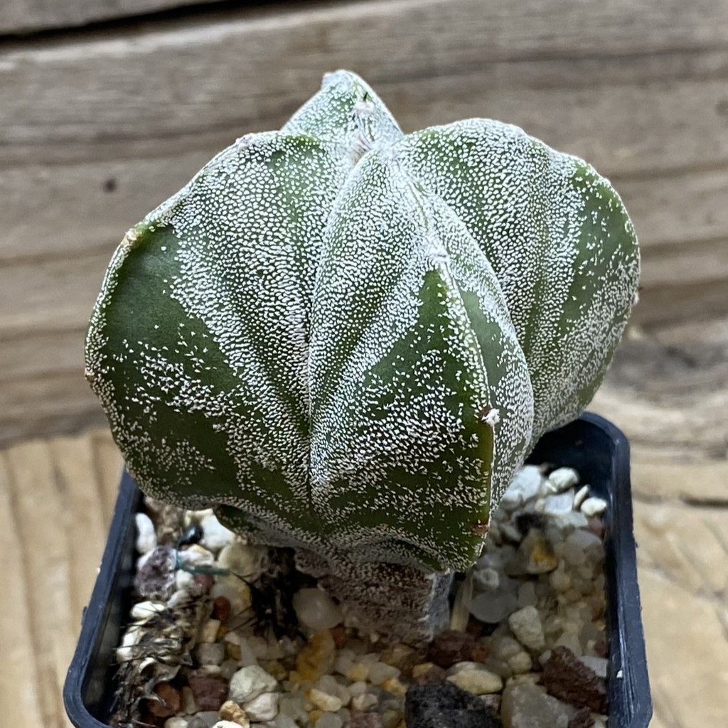 SH25934 Astrophytum myriostigma v. quadricostatum - Image 2