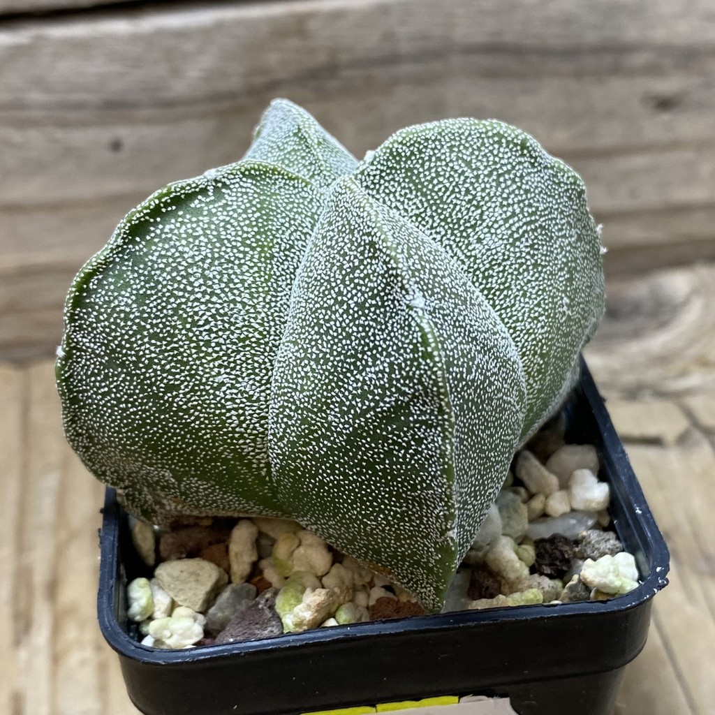 SH25935 Astrophytum myriostigma v. quadricostatum - Image 2