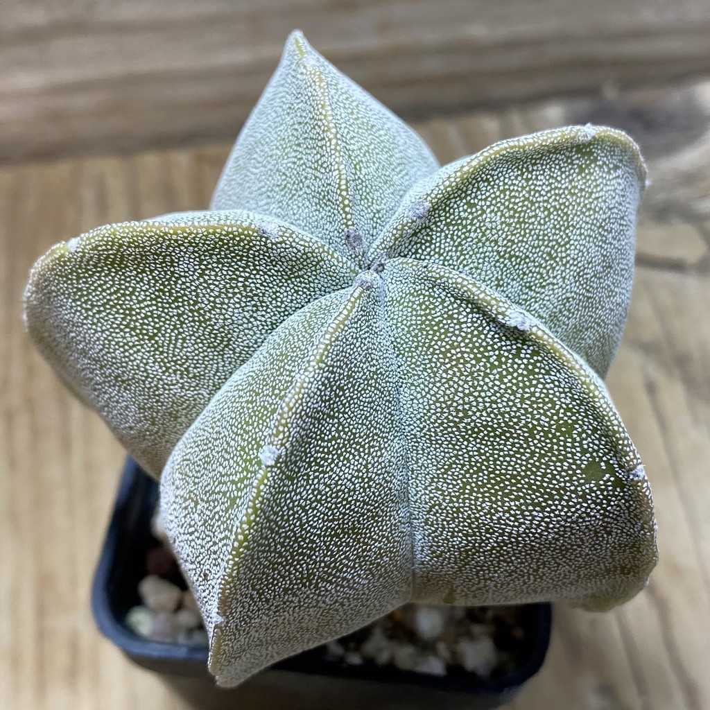 SH25937 Astrophytum myriostigma hybrid