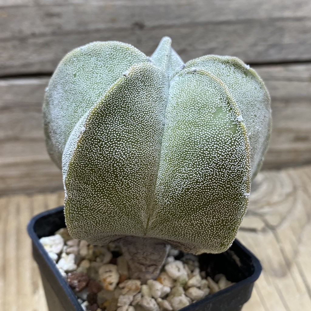 SH25937 Astrophytum myriostigma hybrid - Image 2